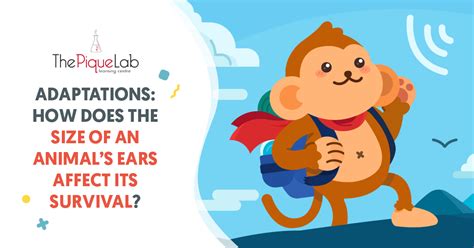 Adaptations: How Does The Size Of An Animal’s Ears Affect Its Survival ...