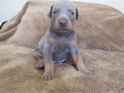 Abbys Akc Doberman Puppies Blue Female Doberman Pinscher Puppy