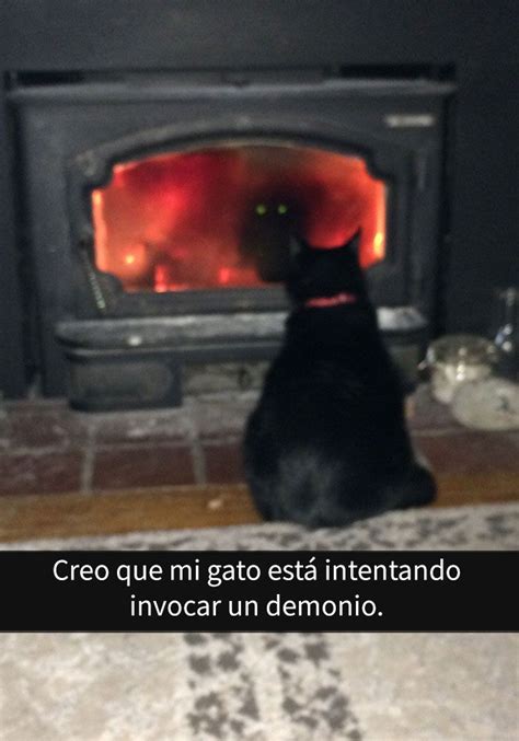 25 Divertidos Snapchats De Gatos Con Los Que Maullarás De Risa Memes