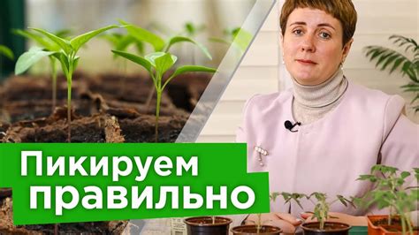 ЧАСТАЯ ОШИБКА ПРИ ПИКИРОВКЕ томатов, перцев и баклажанов из-за которых ...
