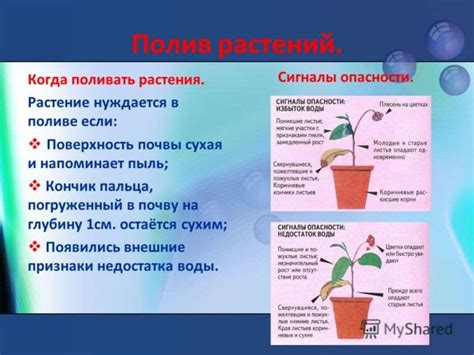 Уход за комнатными растениями - презентация онлайн