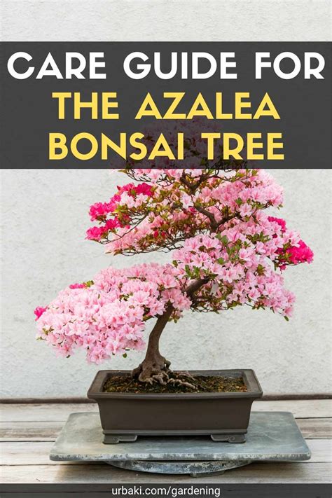 Care Guide for the Azalea Bonsai Tree