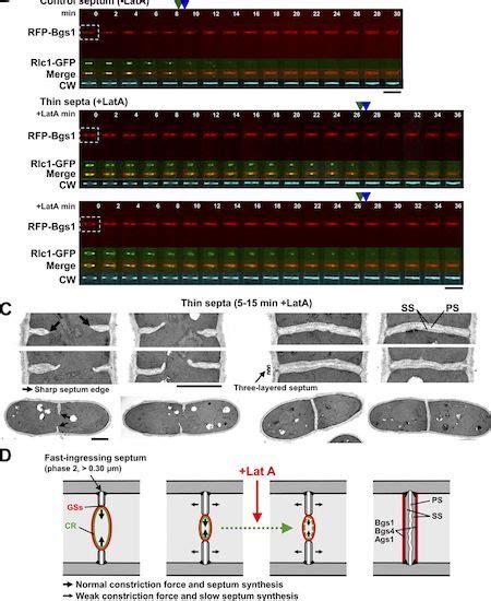 JCellBiol On Twitter Ramos Et Al Define Two S Pombe Septation