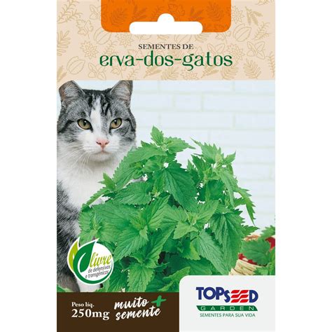 Erva De Gato Para Que Serve - Sementes de Erva-dos-Gatos (Catnip) - Benefícios para Gatos e Cultivo ...