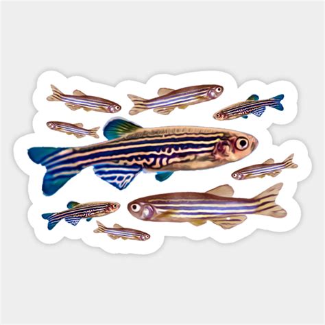 Zebrafish Danio Model Organism Genetics Biology Pattern - Zebrafish ...