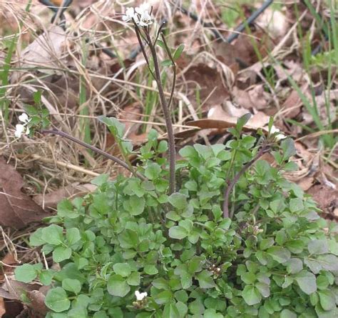 Common British annual weeds - identification and descriptions