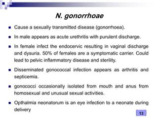 Medical Microbiology Laboratory Neisseria Spp Ppt