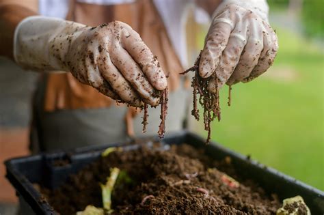 Worm Farming at Home: 2 pros and 3 cons — Better Farm