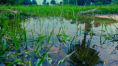 Water Grass - Free photo on Pixabay - Pixabay