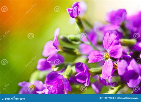 Wild purple flowers stock photo. Image of blooming, aroma - 114077580