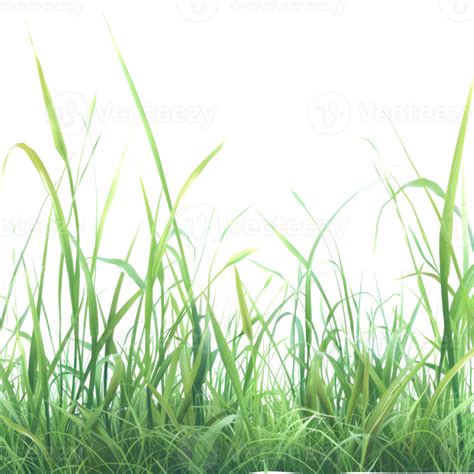 Lush Green Grass Blades Against A Clear Sky Perfect For Nature And Botanical Themes 48870237 Png