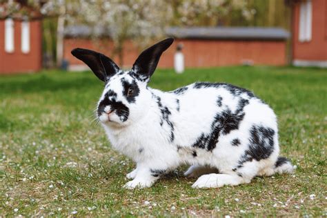 Checkered Giant Rabbit Size Color Behavior Temperament Why