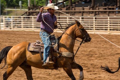 Cowboy Roping Calf editorial stock image. Image of cowboy - 14373324