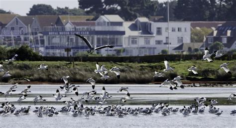 Dorset Wildlife reveal 'deep concern' following oil spill in Poole ...