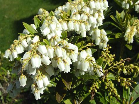 Pieris Japonica Japanese Pieris World Of Flowering Plants