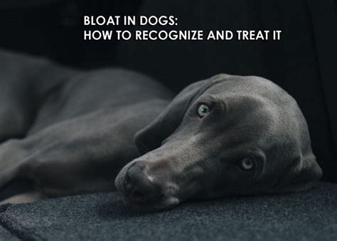 Bloat In Dogs How To Recognize And Treat It Allivet Pet Care Blog