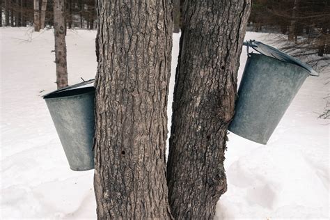 Tap That Sap 6 Steps To Make Your Own Maple Syrup Haligonia Ca