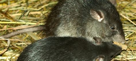 The Infamous Black Rat | Critter Science