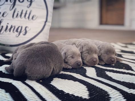 Silver Labrador Retriever Puppies for Sale | Silver and Charcoal Kennels