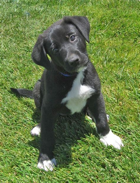 German Shepherd Black Lab Mix Puppies