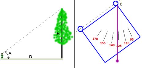 Tree Height Measurement - CodeAbbey