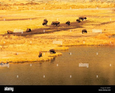 American Bison Buffalo Bison Bison Herd In Steppe At A River Usa Wyoming Yellowstone