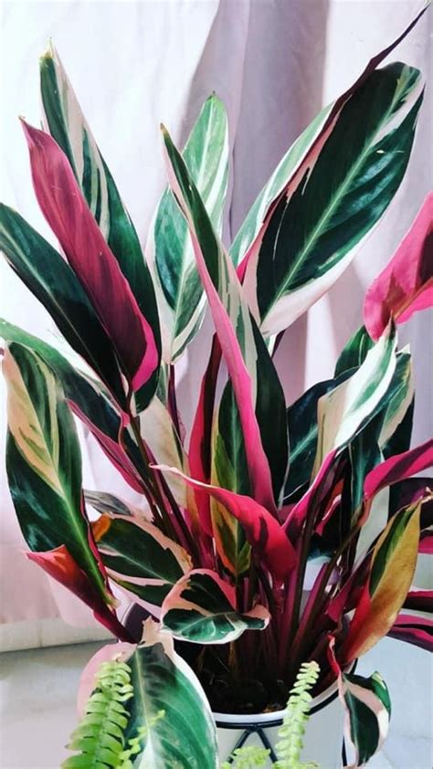 Pin By Kote Timmermann On Calarhes Calathea Plant Plants Exotic Plants