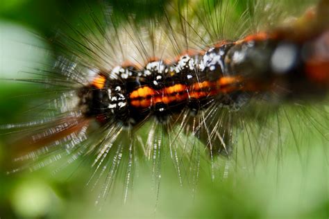 Black and orange caterpillar in macro photography photo – Free Insect ...