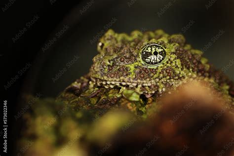 Mossy frog (Theloderma corticale), frog in the nature habitat, Vietnam ...