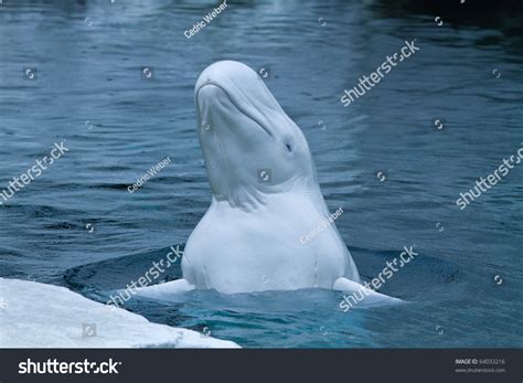 1,190 Beluga arctic Images, Stock Photos & Vectors | Shutterstock