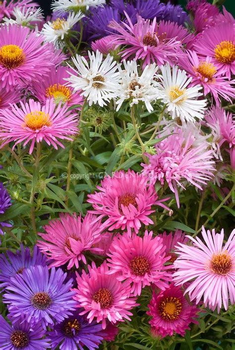 Aster Novae Angliae Mixed Mixture Variety Of New England Asters Colors