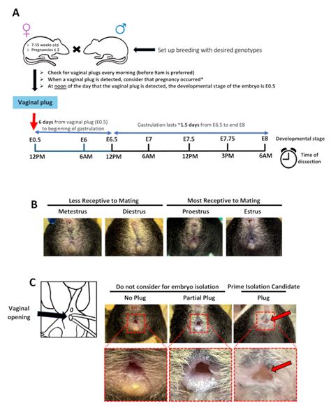 Single Cell Rna Sequencing Of Mutant Whole Mouse Embryos From The