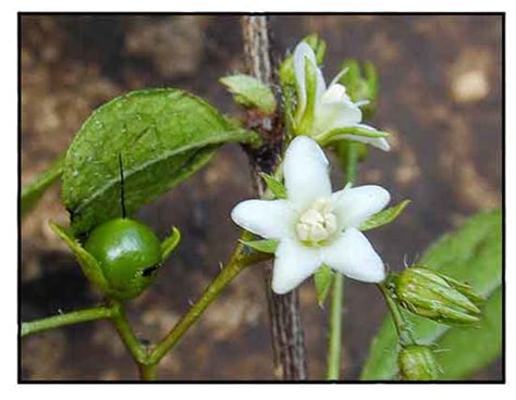 Tsaang Gubat Cha Tsa Ehretia Microphylla Wild Tea Philippine Herbal Medicinal Plants