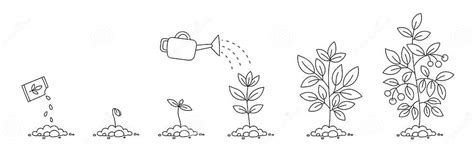 Plant Growth Stages. Seedling Development Stage. Sowing Seeds. Vector ...