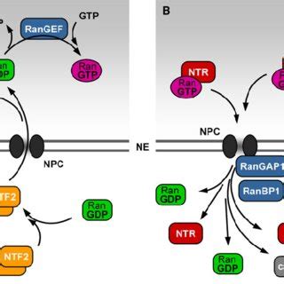 Pdf Nucleo Cytoplasmic Transport Of Proteins And Rna In Plants