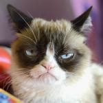 Grumpy_Cat Meme Generator - Imgflip