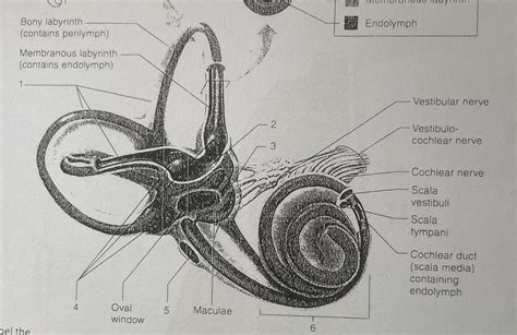 inner ear diagram Diagram | Quizlet