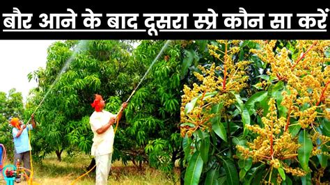 How To Increase Mango Flowering आम में दूसरा स्प्रे कब करें आम में