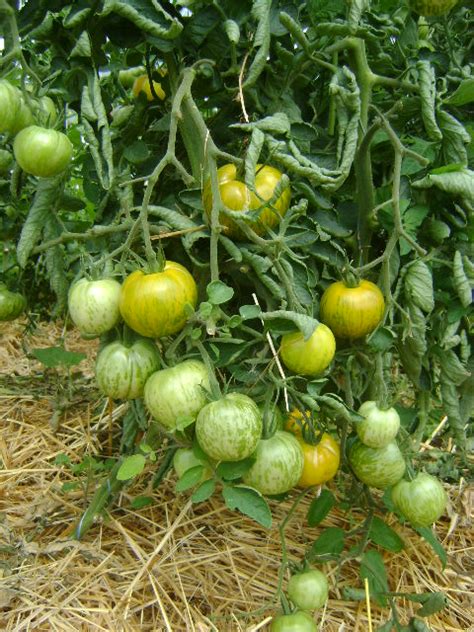 Tomate Green zebra Graines et semences bio reproductibles Akène