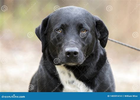 Border Collie Lab Mix White L Sanpiero