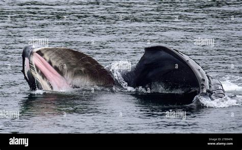 A humpback whale bubble-net feeding in the Inside Passage Stock Photo ...