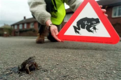 Cambridge Residents Go On Toad Patrol Nightly To Help Amphibians Get