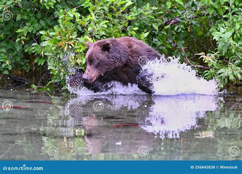 Side Shot Of An Alaskan Brown Bear Swimming In Clark Lake And Making