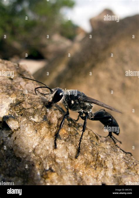 Black Hornet Hi Res Stock Photography And Images Alamy