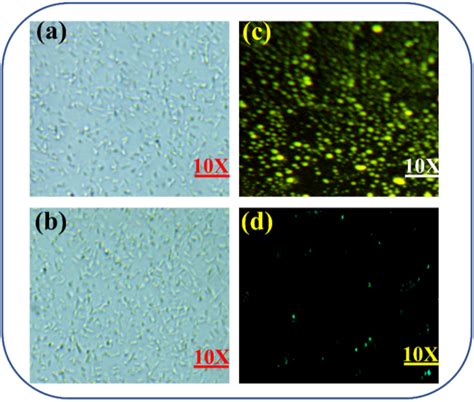 Fluorescence Microscopic Photographs Of Escherichia Coli Cells