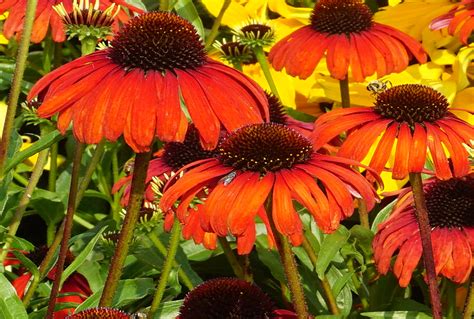 Echinacea Butterfly™ Postman™ Post301 Pp28524 Stonehouse Nursery