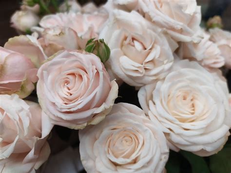 Роза Лондон Ай Фото И Описание – Telegraph