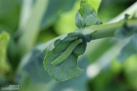 Guide To Vegetable Garden Pests Identification And Organic Controls