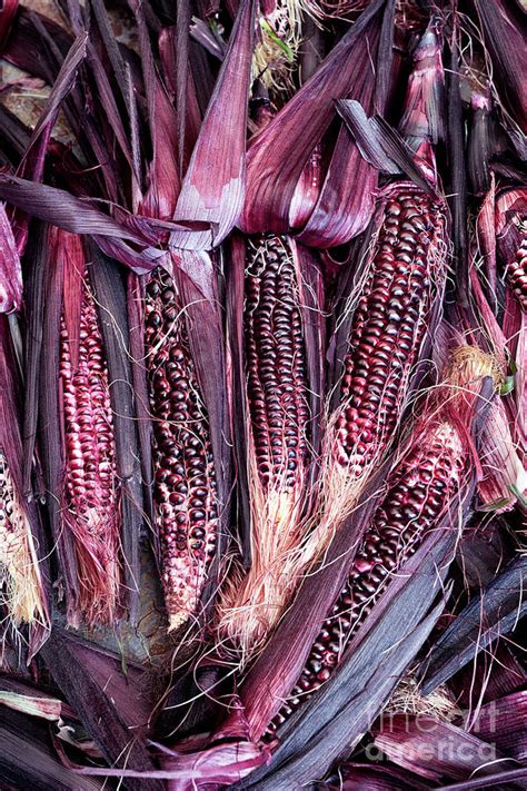 Double Red Sweetcorn Photograph By Tim Gainey Pixels