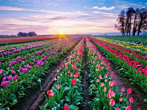 Tulips Background Wallpaper (70+ images)